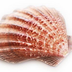 May include: A large, brown seashell with intricate ridges and a reddish-brown pattern. The shell is smooth and glossy, with a slightly curved shape.