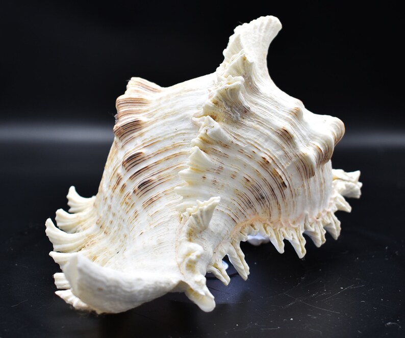 Giant Murex Ramosus Shell (8.5