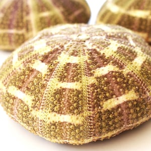 May include: Close-up of a sea urchin shell with a brown and white striped pattern. The shell is textured and has a slightly rough surface.
