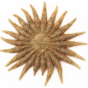 May include: A large, golden brown starfish with many arms. The starfish is on a white background.