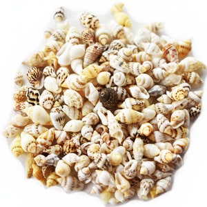 May include: A collection of small, white, brown, and tan seashells. The shells are arranged in a pile on a white background.
