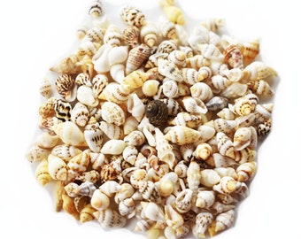 Bulk 1 Lb (about 2000) Tiny Mixed Nassa Mini Shells (1/4-5/8") Beach Arts Crafts Hobby Kids Crafts Vase and Bottle Filling Coastal