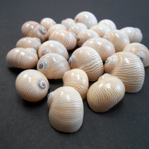 24 Small Nautica Lineata Shells 3/4"-1" (20-25mm) Hermit Crabs Kids Crafts Hobby