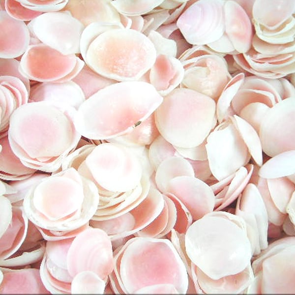 50 Tiny Rose Cups Seashells (about 3/4 Inch / 15-20 mm) Naturally Pink Colored Shells for fine Coastal Crafts