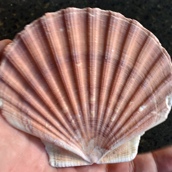 One (1) Large Irish Flat Scallop Shells Seashells 4"+ Crafts Beach Cottage