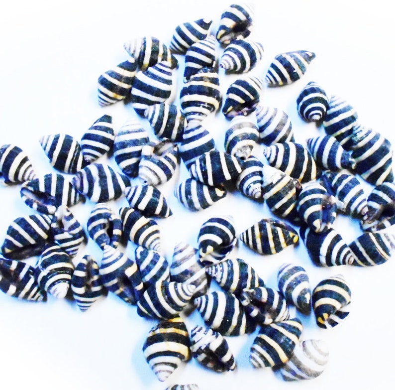 100 tiny Bee Hive Mini Shells 1/4" -1/2" Engina Mendicaria Seashell Craft Hobby image 1