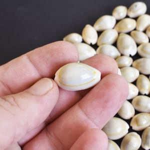 May include: A close-up of a hand holding a white seashell with a yellow stripe. The seashell is smooth and glossy. There are many other seashells in the background.