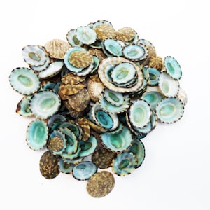 May include: A pile of small, iridescent seashells with a blue-green interior and brown outer edges. The shells are arranged in a loose, organic pattern.