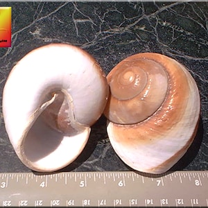 May include: Two seashells, one with a white exterior and a brown interior, the other with a brown exterior and a white interior. The shells are on a dark green surface with a ruler for scale.