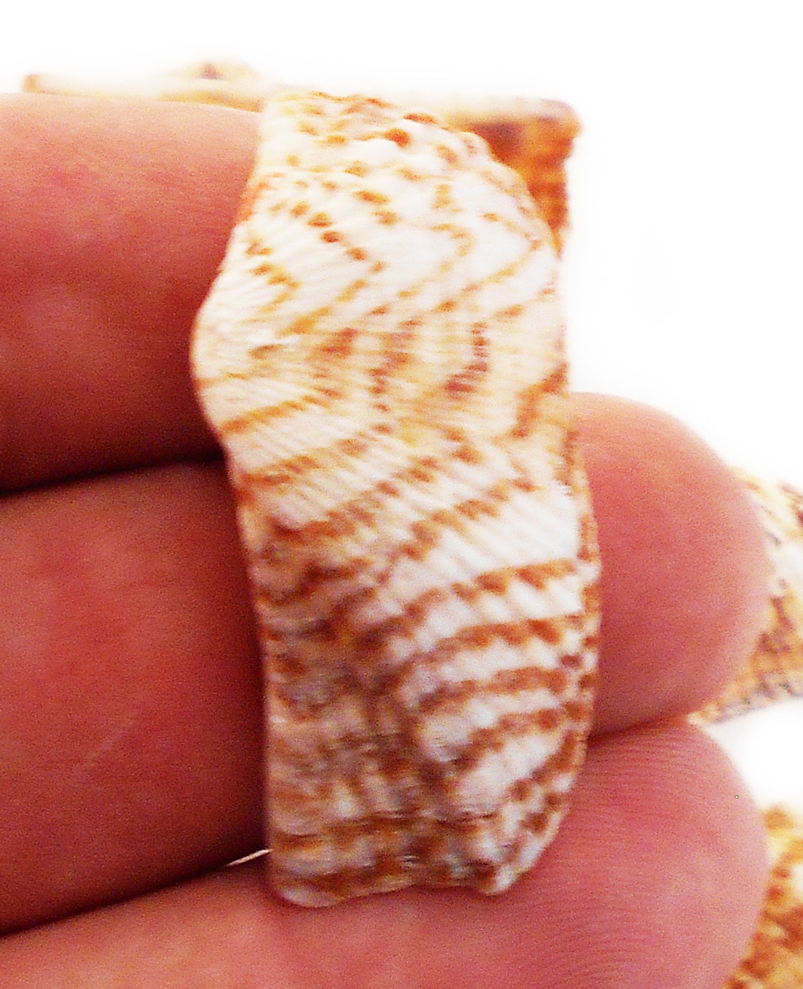 12 Large Turkey Wing Shells 22.5 Beach Crafts - Etsy