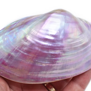 May include: A large iridescent seashell with a purple and white color scheme. The shell has a smooth, glossy finish and a slightly curved shape.