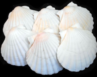 6 Extra Large Real Irish Baking Scallop Shells (4 1/2"- 4 7/8") Restaurant Quality Beach Dining Decoupage