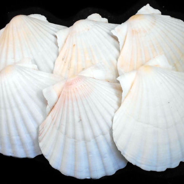 6 Extra Large Real Irish Baking Scallop Shells (4 1/2"- 4 7/8") Restaurant Quality Beach Dining Decoupage