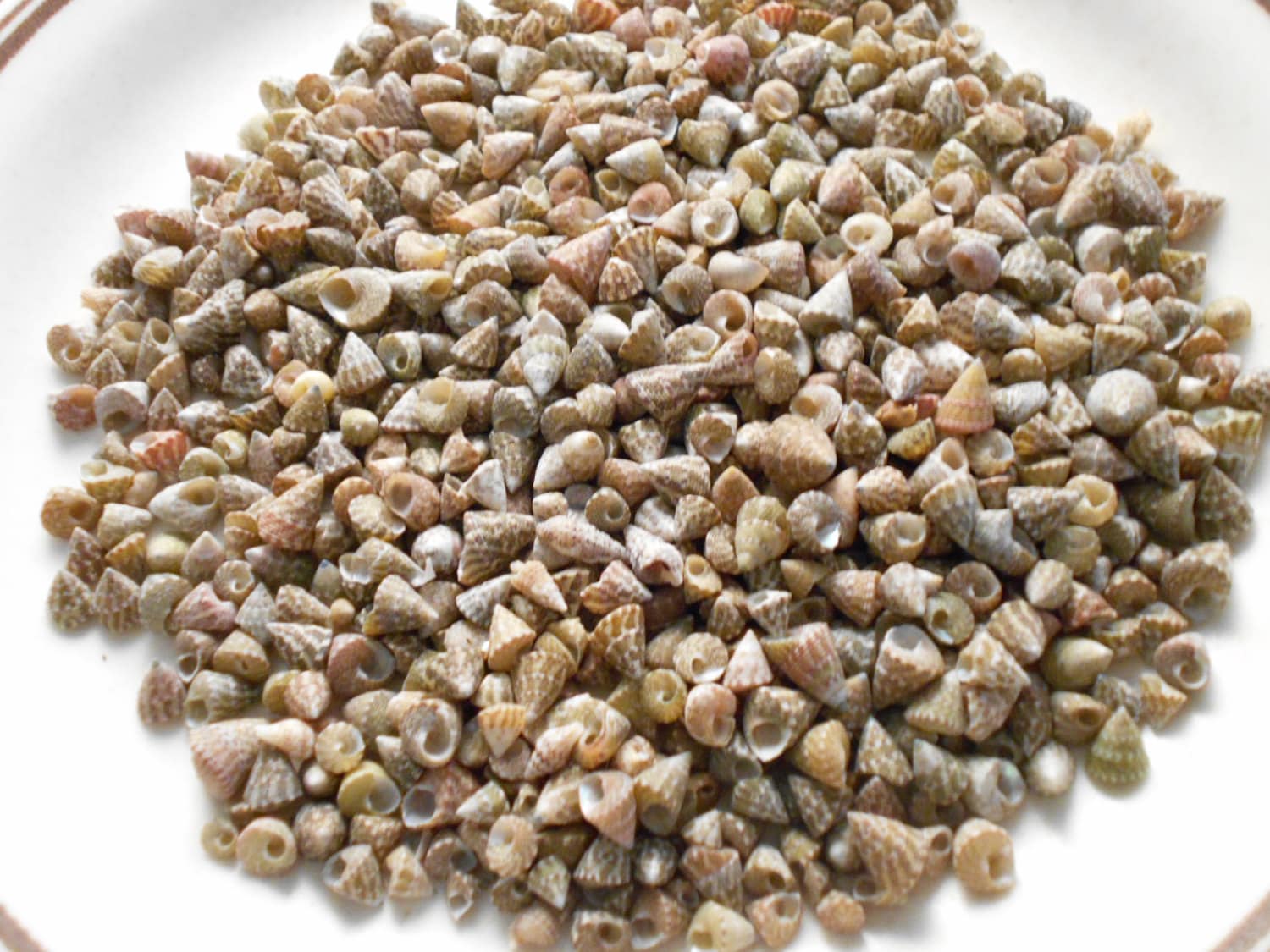 Fresh Top Shell 1/4 Lb (1 Cup - About 800 Shells) Natural Top Shells Mini Shells 1/4 ...