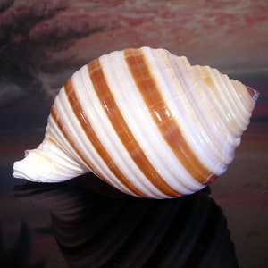 Striped Tonna Selacosa Shell (about 4&quot;) Beach Decor Air Plants Nautical Crafts Terranium Hermit Crabs