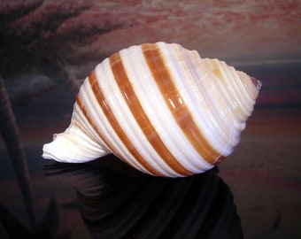 Striped Tonna Selacosa Shell (about 4") Beach Decor Air Plants Nautical Crafts Terranium Hermit Crabs