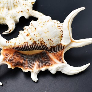 3-Pack: Beautiful Spyder Conch Shell Lambis Chiragra 4-5 Collection/Decor Air Plant Holder image 3