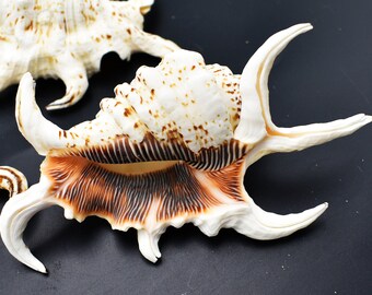 Beautiful Spyder Conch Shell (lambis Chiragra) 4-5