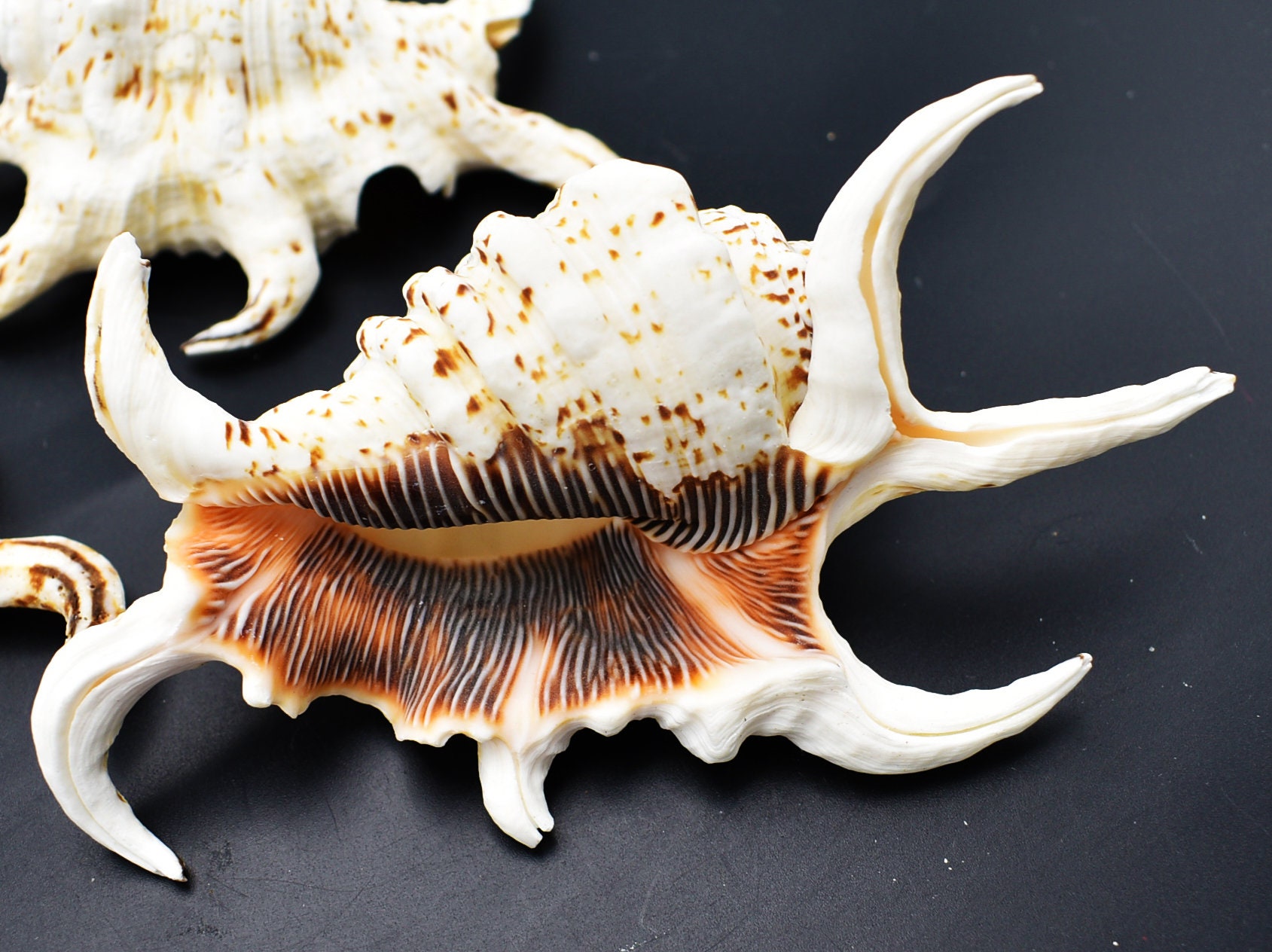 Beautiful Spyder Conch Shell (lambis Chiragra) 4-5