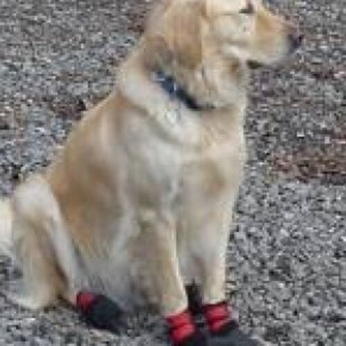 Can You Put Shoes On Dogs