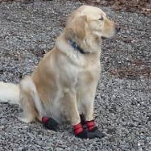 magic cindy dog boots