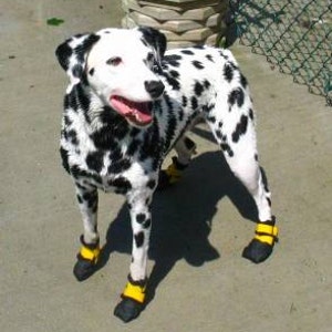 Un conjunto de botas para perros (4 botas), botas de invierno para perros, zapatos para perros, estilo antideslizante, protector de patas, botines para perros, ropa para perros