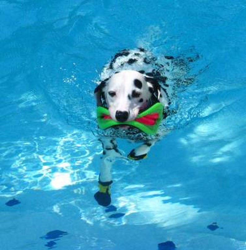 A Set of Dog Bootswinter Dog Bootsdog Shoesskidproof Bootspawprotectorsnew and Extremedog