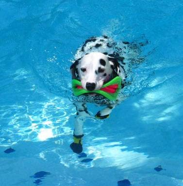 Dog booties shop for swimming