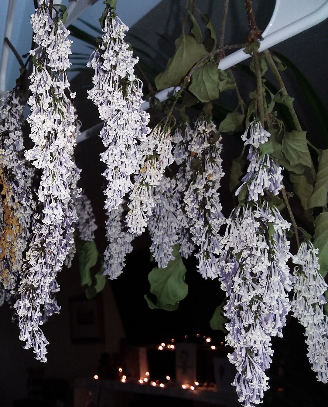 Dried Lilac Blossoms on Stems Organically Home Grown in ME Dried Miss