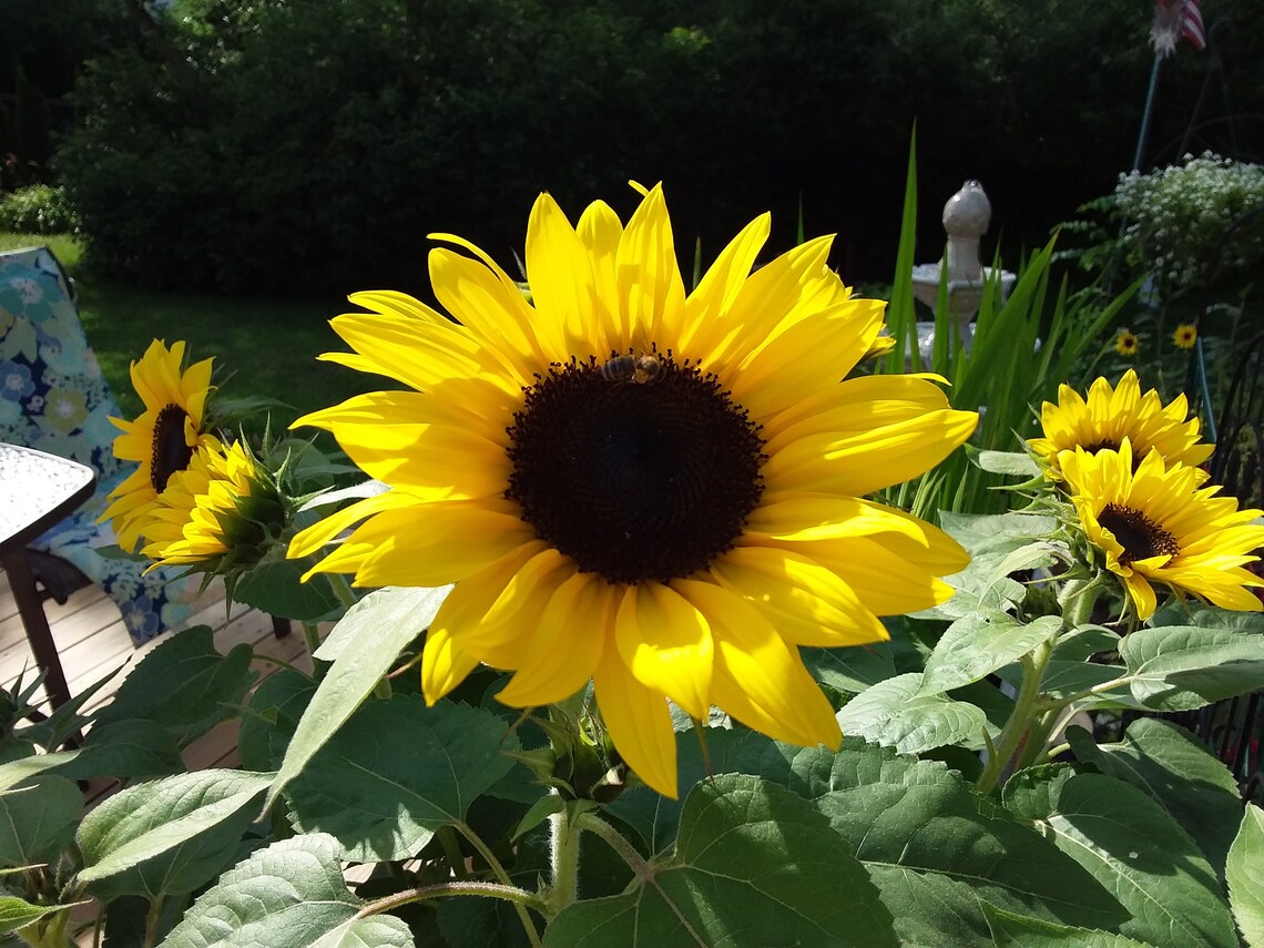 Dried Sunflower Petals Floral Craft Supply Organic Etsy