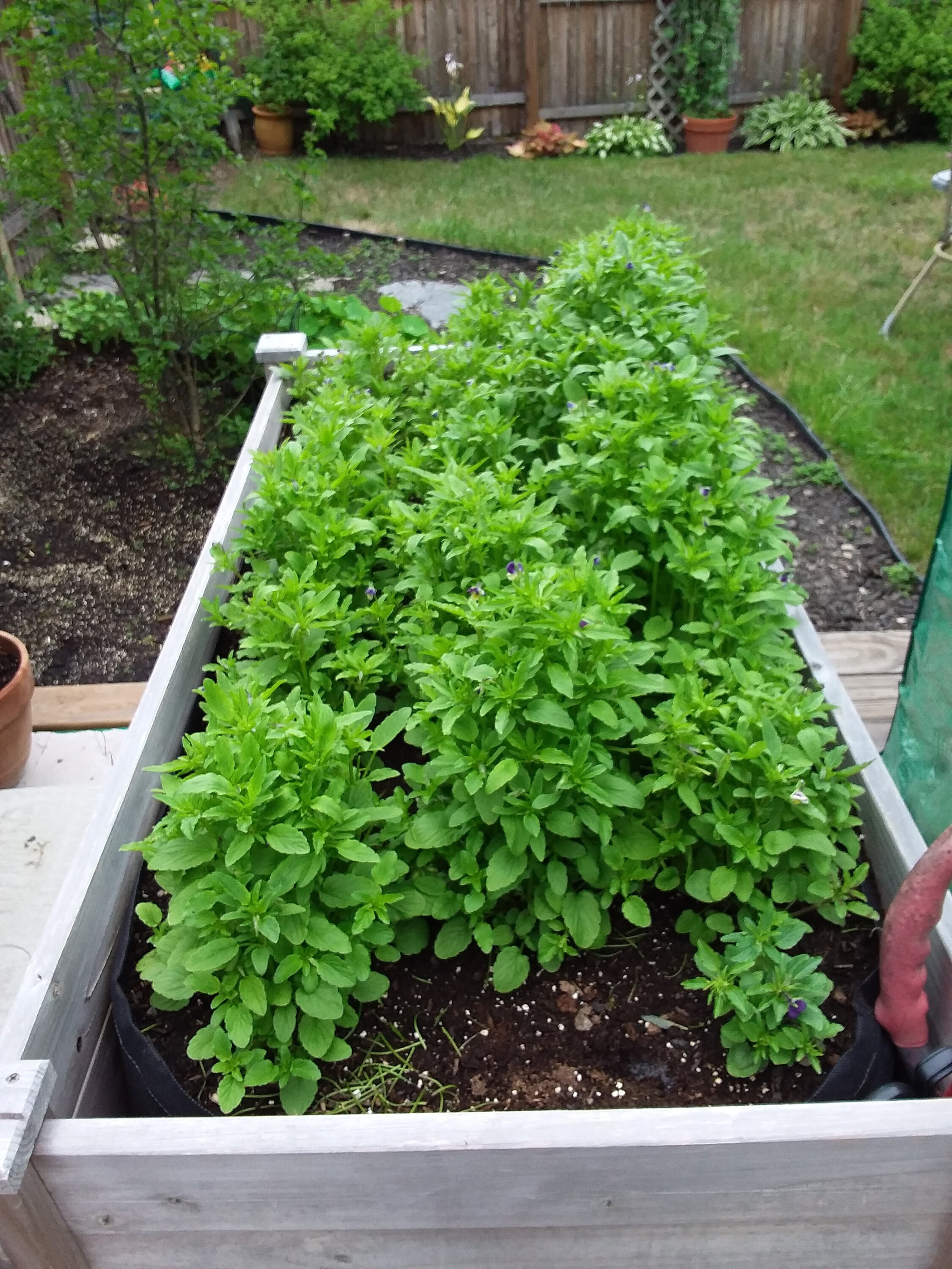 BULK Dried Organic Violets Homegrown Dried Violets Dried Etsy