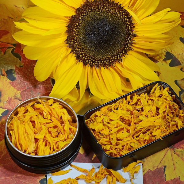 Sunflower Petals * Dried Sunflower Petals in Eco-Tins * Dried Floral * Floral Craft supply *Dried Organic Sunflower Petals * Yellow Floral