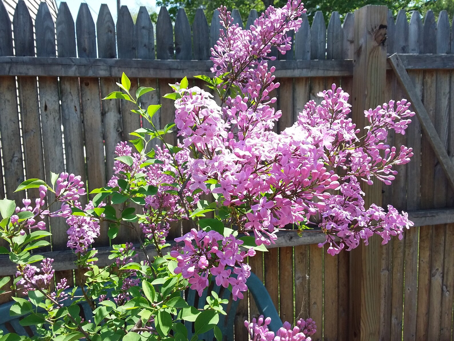 Dried Lilac Blossoms Organic Home Grown Lilac Dried Blossoms Etsy
