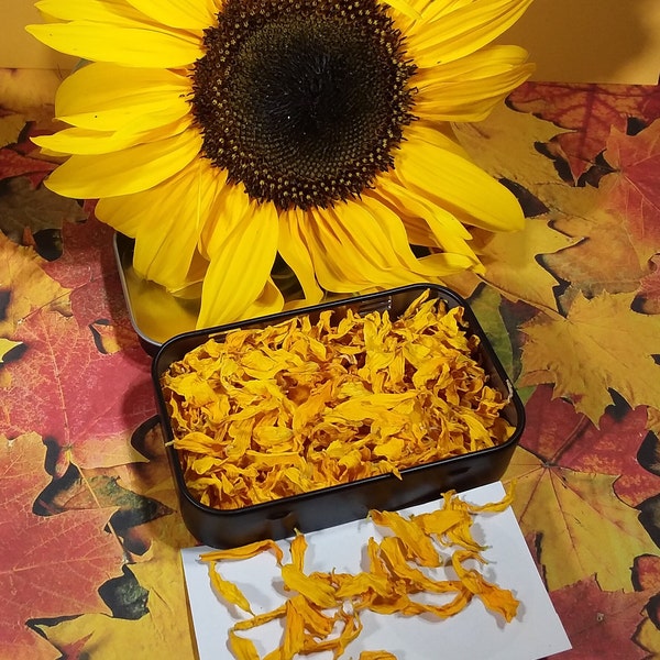 Dried Sunflower Petals  Floral Craft Supply  Organic Sunflowers | Real Sunflower Petals | Sunflowers  Homegrown in Maine | Craft Supplies