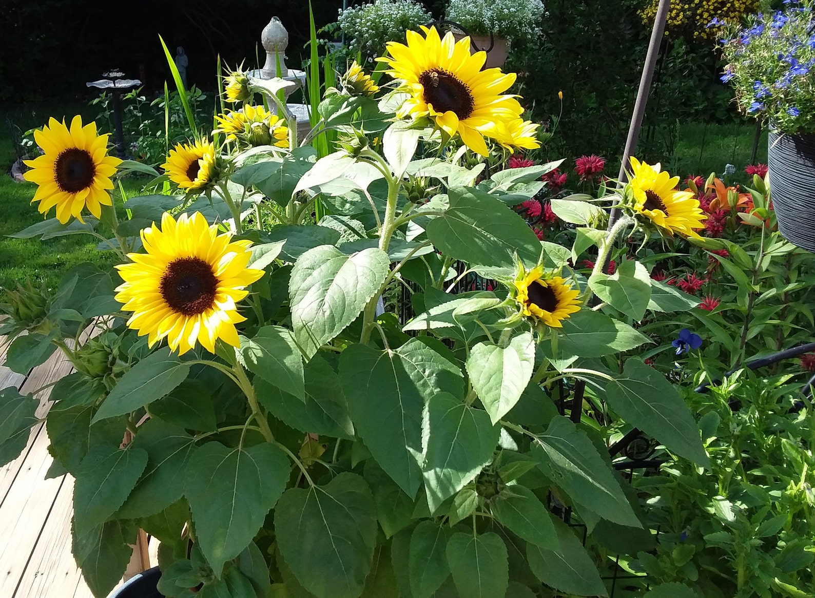 Dried Sunflower Petals Floral Craft Supply Organic Etsy