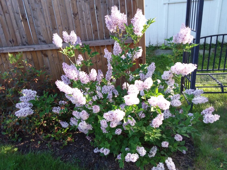 Dried Lilac Blossoms Organic Home Grown Lilac Dried Blossoms Etsy