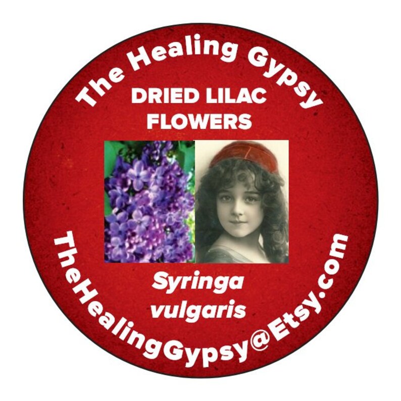 Dried Lilac Blossoms Organic Home Grown Lilac Dried Blossoms Etsy