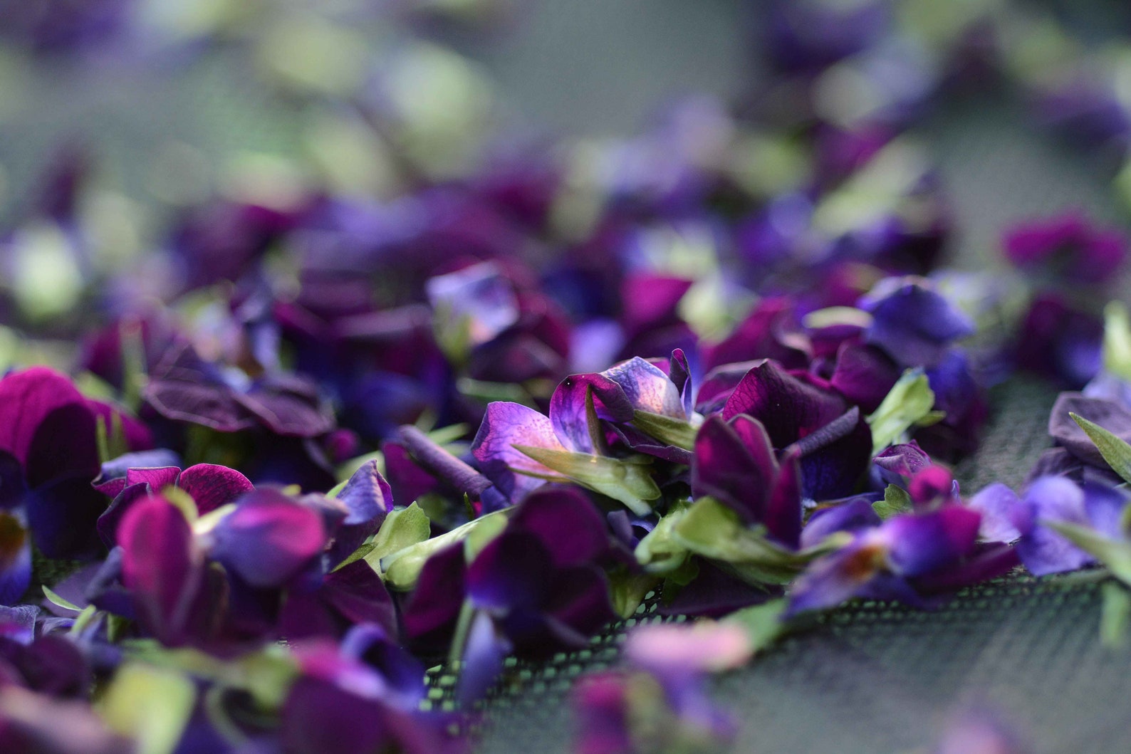 Dried Organic Violets 6 Grams Homegrown Dried Violets Etsy