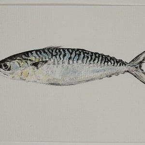 Originele aquarelvis, makreel, Bretagne, terugkomend van de markt, 10x15 cm