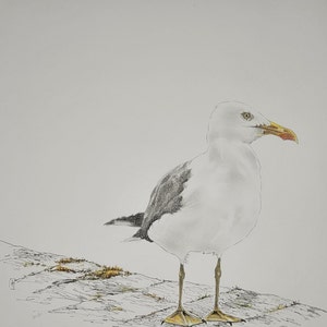 Original drawing and watercolor, bird, seagull, square format, 25x25 cm