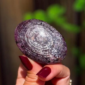 Puede incluir: Una piedra de lepidolita pulida de forma ovalada con tonos morados profundos y plata metálica. La superficie muestra patrones circulares concéntricos distintos con una textura brillante y reflectante y pequeñas inclusiones oscuras en todo el mineral.