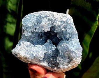 May include: A light blue celestite crystal geode with a rough, textured exterior. The geode has a hollow centre filled with crystalline formations. The crystal is held in a hand with maroon nail polish, against a blurred green background.