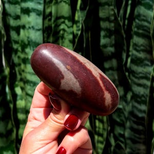 May include: A smooth, oval-shaped stone with a deep burgundy base color and lighter, tan-colored bands. The stone is held against a backdrop of green foliage. The polished surface reflects light, highlighting the natural patterns and textures of the stone.