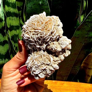 Desert Rose crystal from Mexico - for calming energy + tranquility - cleansing energy - Desert Rose Selenite - Gypsum Rose crystal