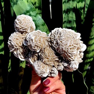 Desert Rose crystal from Mexico - for calming energy + tranquility - cleansing energy - Desert Rose Selenite - Gypsum Rose crystal