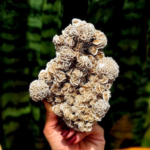 Desert Rose crystal from Mexico - for calming energy + tranquility - cleansing energy - Desert Rose Selenite - Gypsum Rose crystal