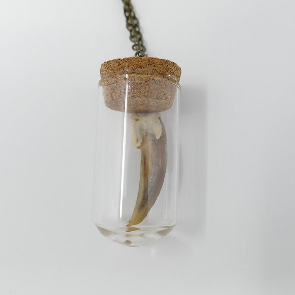 Badger Claw in Vial Pendant Necklace