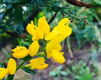 Genista Tinctoria Samen - Färberbesen, Färbergras natürlicher Farbstoff