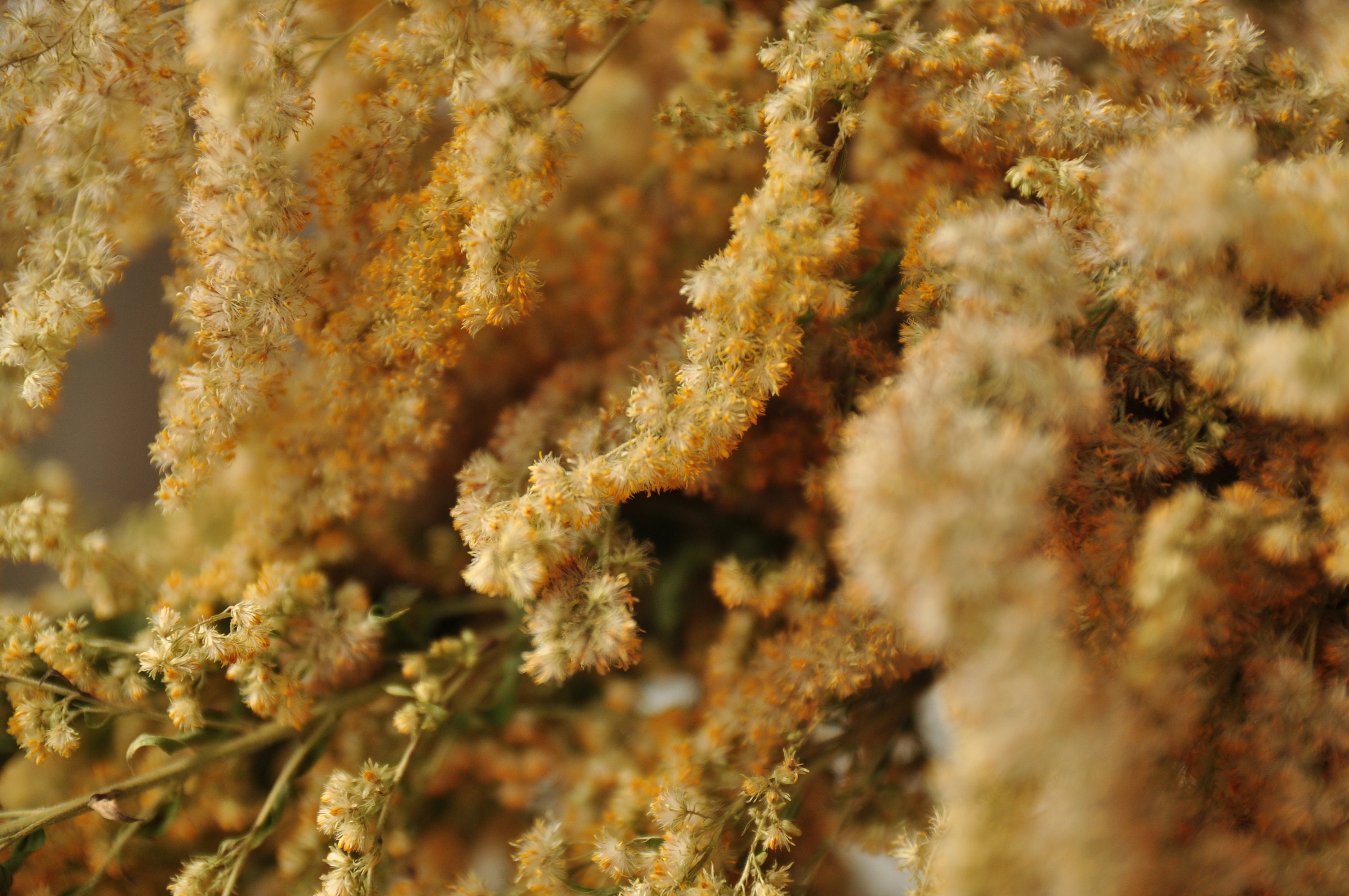 Goldenrod Natural Dye Yellow and Green Plant Dyes Etsy