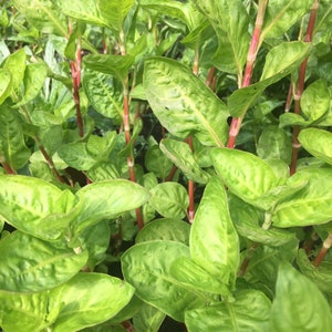Japanische Indigo-Samen, Persicaria Tinctoria, natürliche Farbstoffsamen, DIY natürliches Färben, Färbergarten, blauer natürlicher Farbstoff